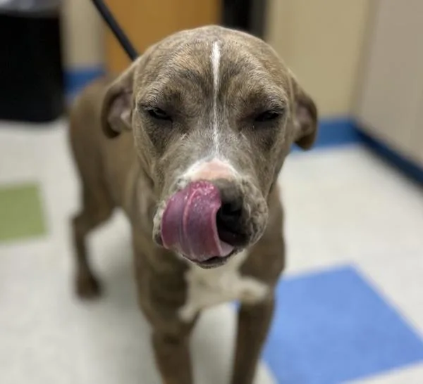 A young medium-sized female Cane Corso dog named Duchess for adoption in Sioux City, IA