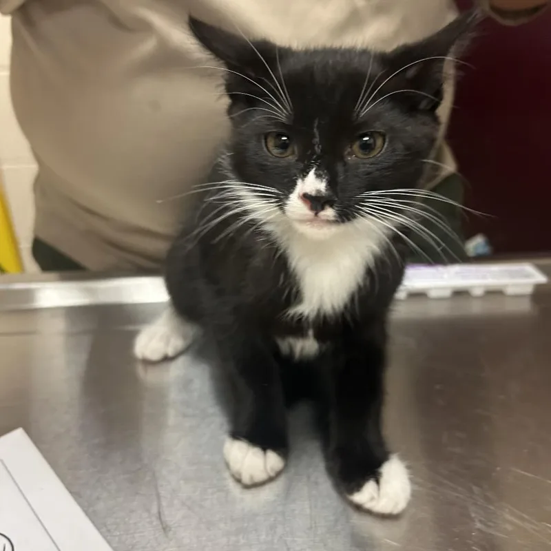 A baby small-sized female Black Domestic Short Hair cat named Decible for adoption in Lake Panasoffkee, FL
