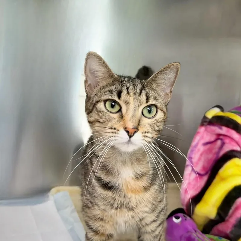 A young small-sized female Domestic Short Hair cat named Ellie for adoption in State College, PA
