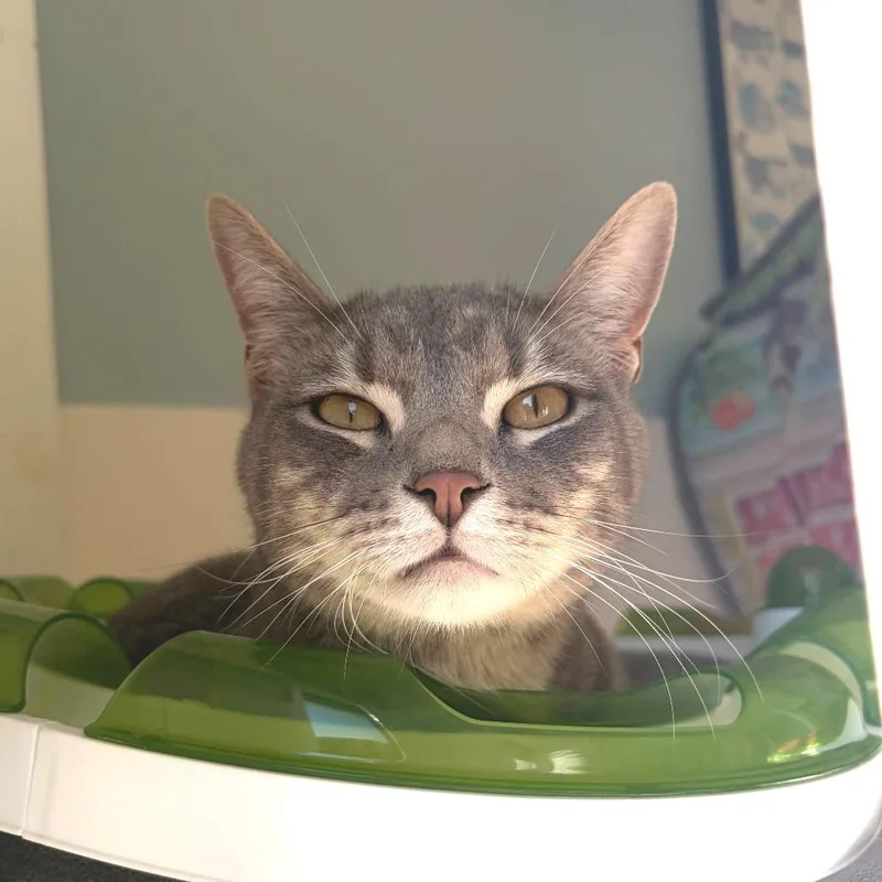 An adult small-sized male Gray / Blue / Silver Domestic Short Hair cat named Ash for adoption in Deerfield, IL