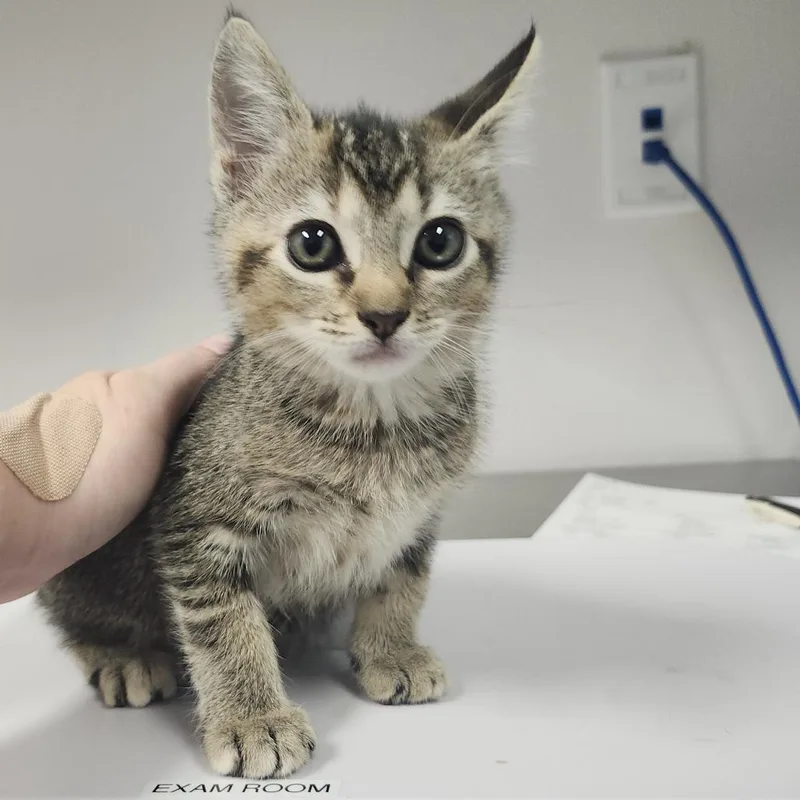 A baby small-sized female Brown / Chocolate Domestic Short Hair cat named Lola for adoption in Tampa, FL
