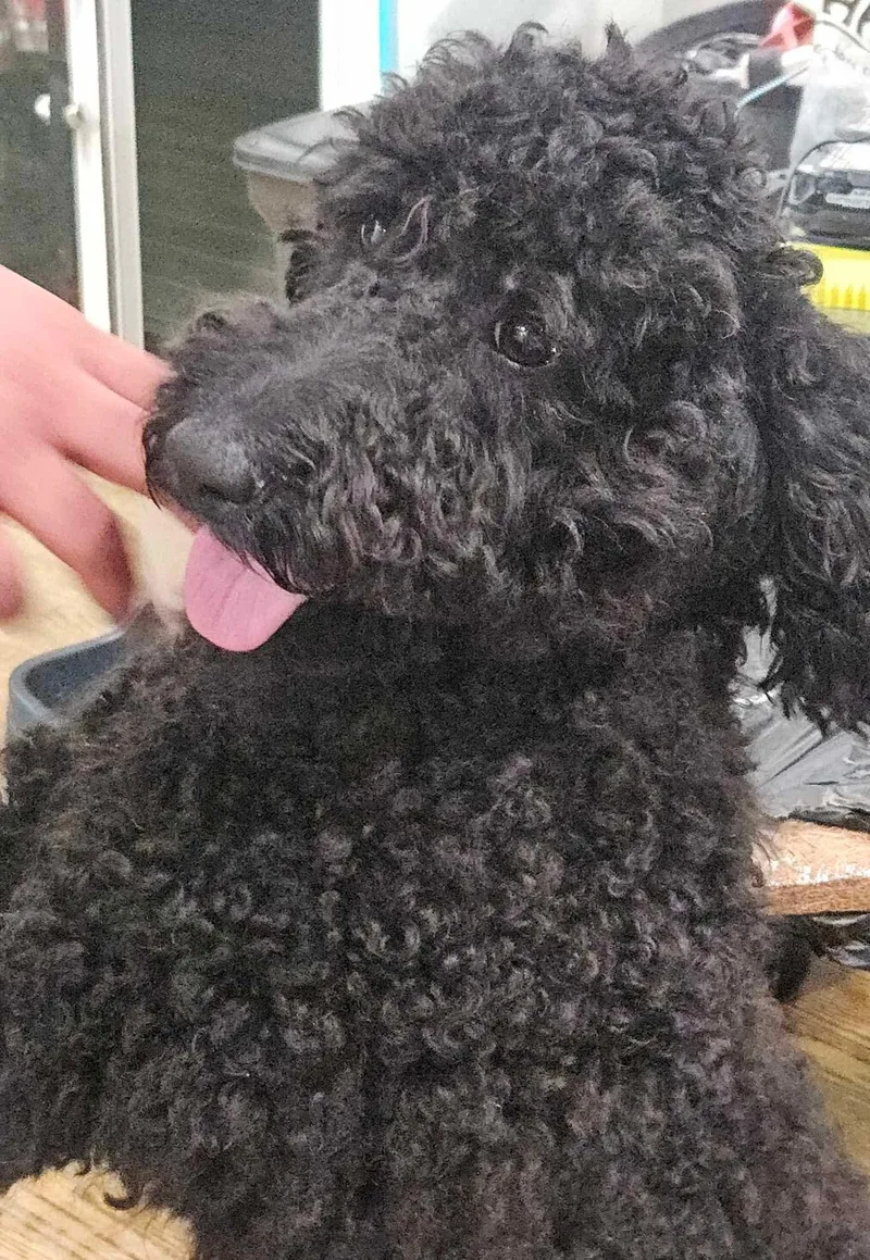A baby small-sized female Black Bernedoodle dog named Mueca for adoption in Twin lakes, WI