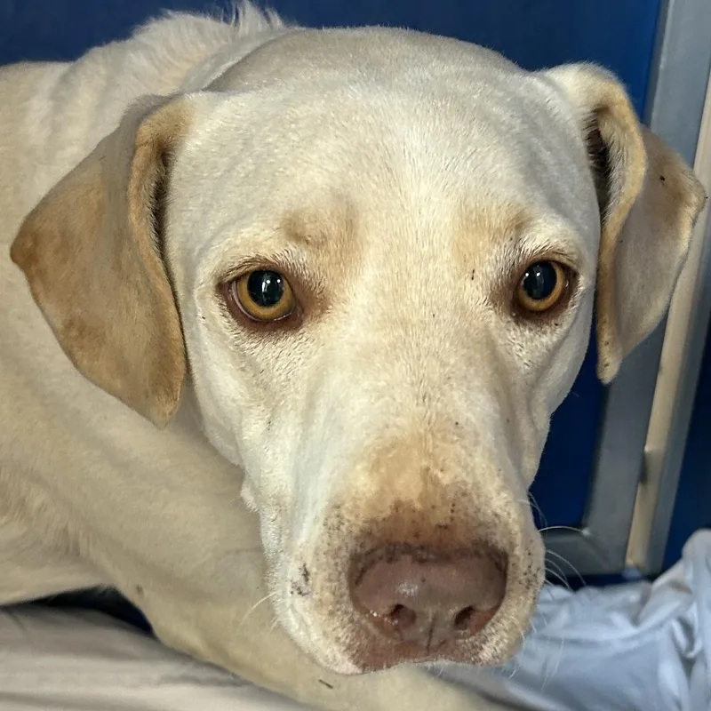 An adult medium-sized female Yellow / Tan / Blond / Fawn Mixed Breed dog named 112755 for adoption in Las Cruces, NM