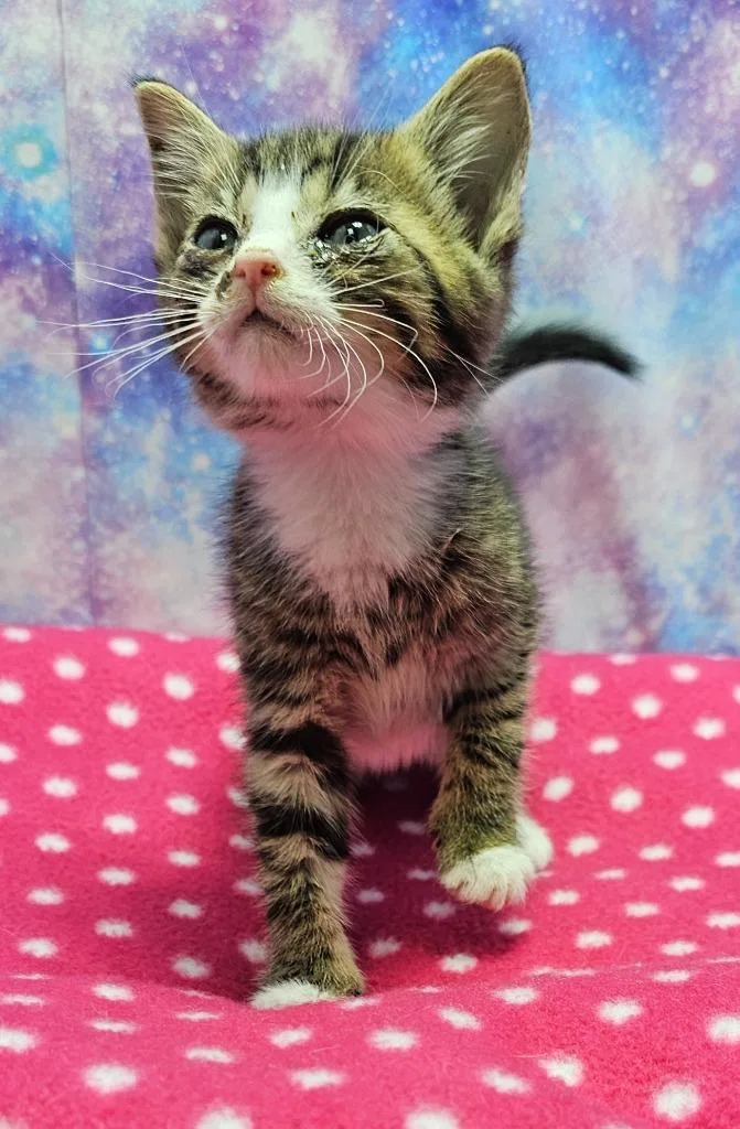 A baby small-sized male Domestic Short Hair cat named Scamp for adoption in Washington Court House, OH