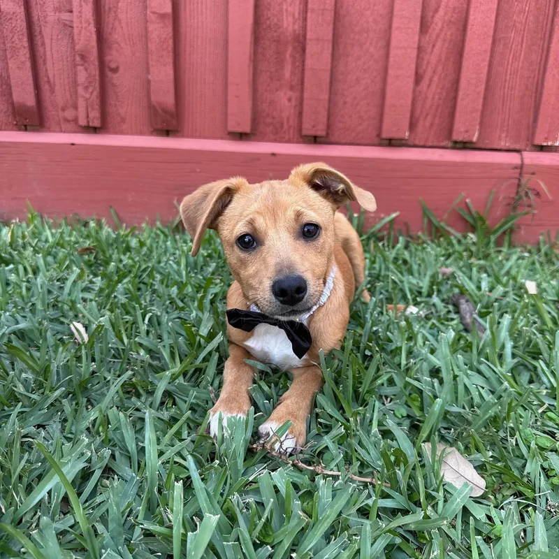 A baby small-sized male Yellow / Tan / Blond / Fawn Chihuahua dog named Jasper for adoption in Houston, TX