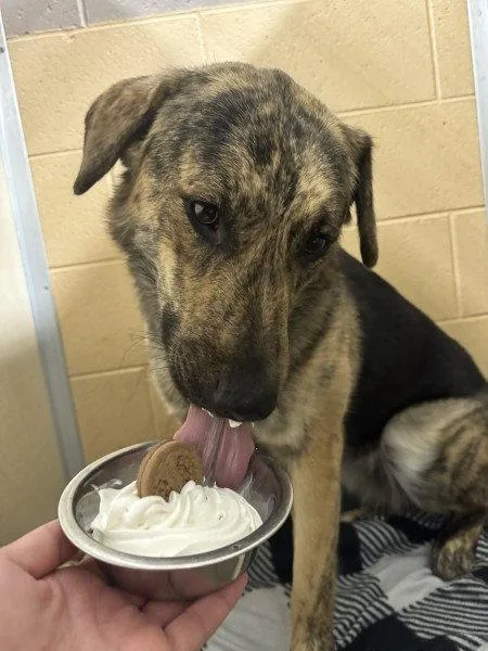 A young large-sized female Shepherd dog named Luna for adoption in Grafton, WI
