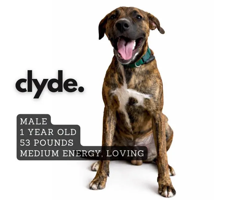 A young large-sized male Mixed Breed dog named Clyde for adoption in Ashland, KY