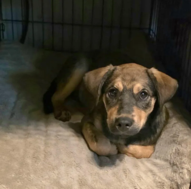 A baby small-sized male Terrier dog named Rootbeer for adoption in CORPUS CHRISTI, TX