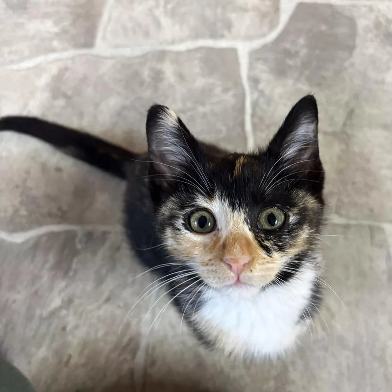A baby small-sized female Calico Domestic Short Hair cat named Zola for adoption in Brownsboro, AL