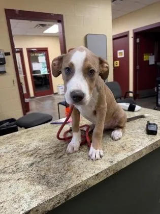 A baby large-sized male Mixed Breed dog named Lil John for adoption in Independence, MO