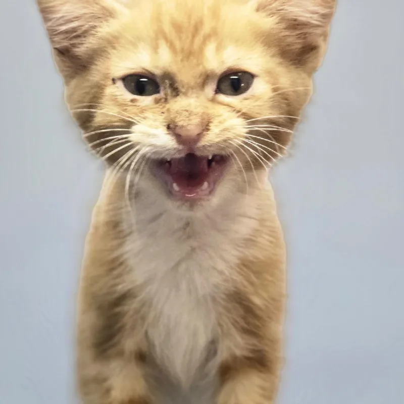 A baby small-sized male Orange / Red Domestic Short Hair cat named Fred for adoption in Huntsville, AL