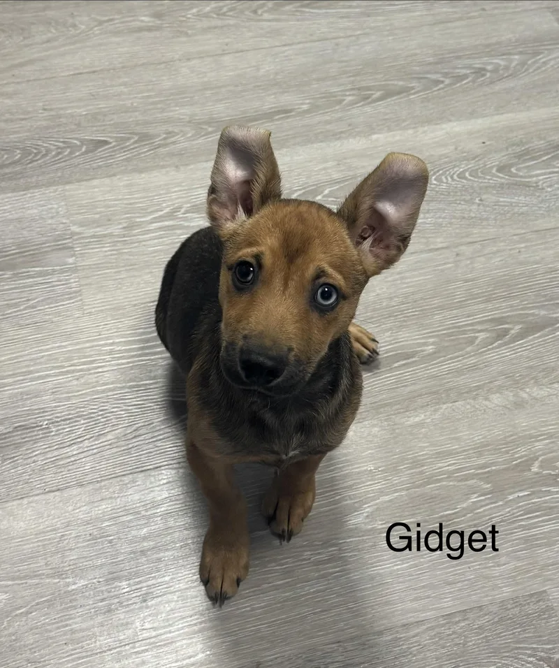 A baby medium-sized female Brown / Chocolate Jack Russell Terrier dog named Gidget for adoption in Ulster, PA