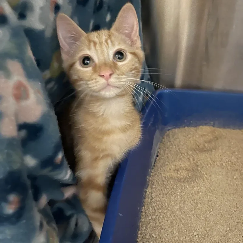 A baby small-sized male Orange / Red Domestic Short Hair cat named Blinky for adoption in Clearwater, FL