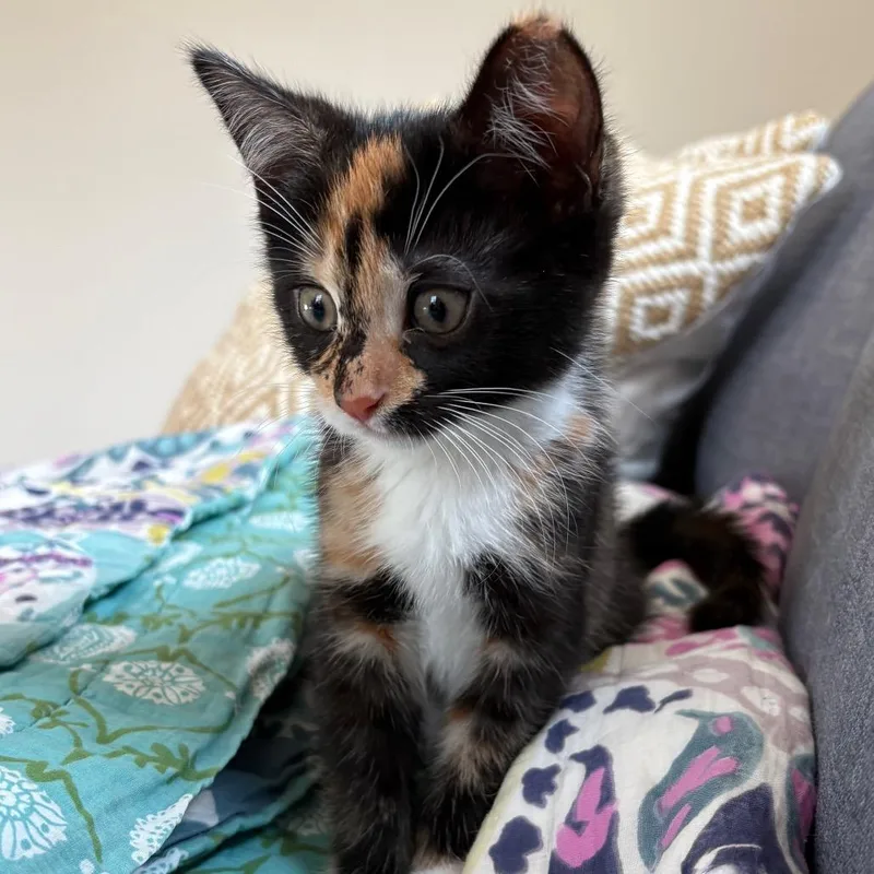 A baby small-sized female Black Domestic Short Hair cat named Penelope for adoption in Westport, CT