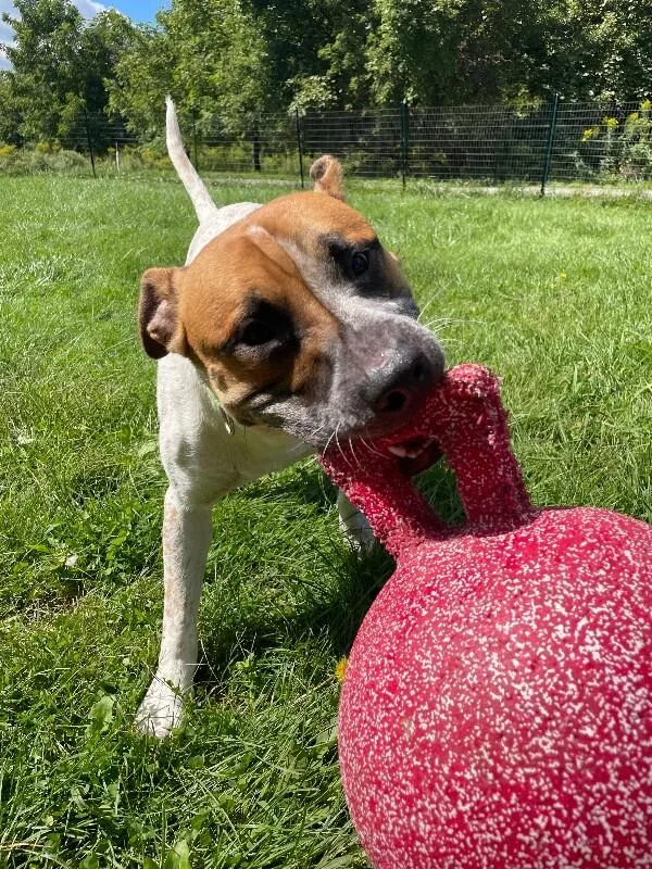 A young large-sized male Mixed Breed dog named Rebel for adoption in Cortland, NY