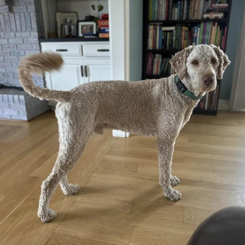 An adult large-sized male Golden Poodle dog named Cash for adoption in Hinsdale, IL