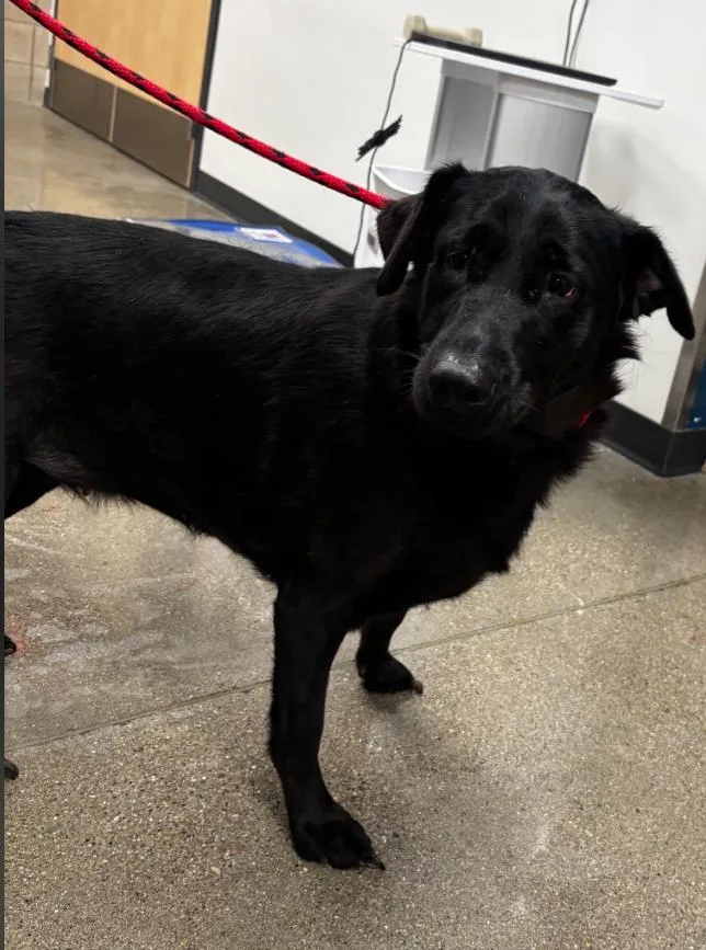 A young large-sized female Labrador Retriever dog named Sammi for adoption in Greenfield, IN