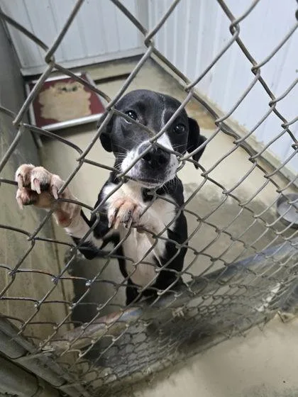 An adult medium-sized female Pit Bull Terrier dog named Flower for adoption in Sullivan, IN