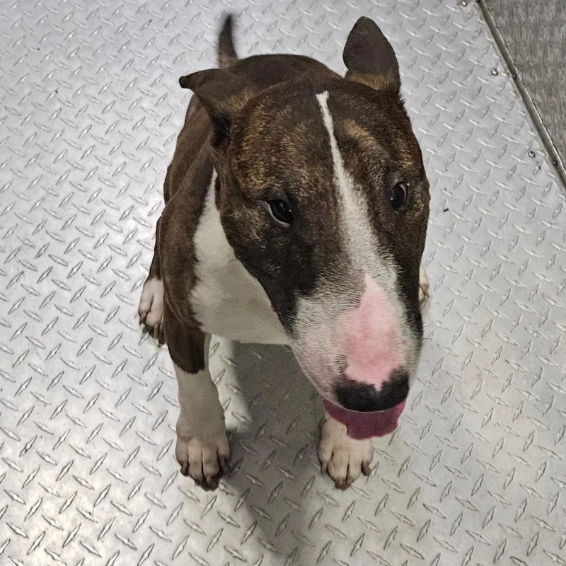 An adult medium-sized male Brown / Chocolate Bull Terrier dog named Beaux for adoption in Lake Jackson, TX