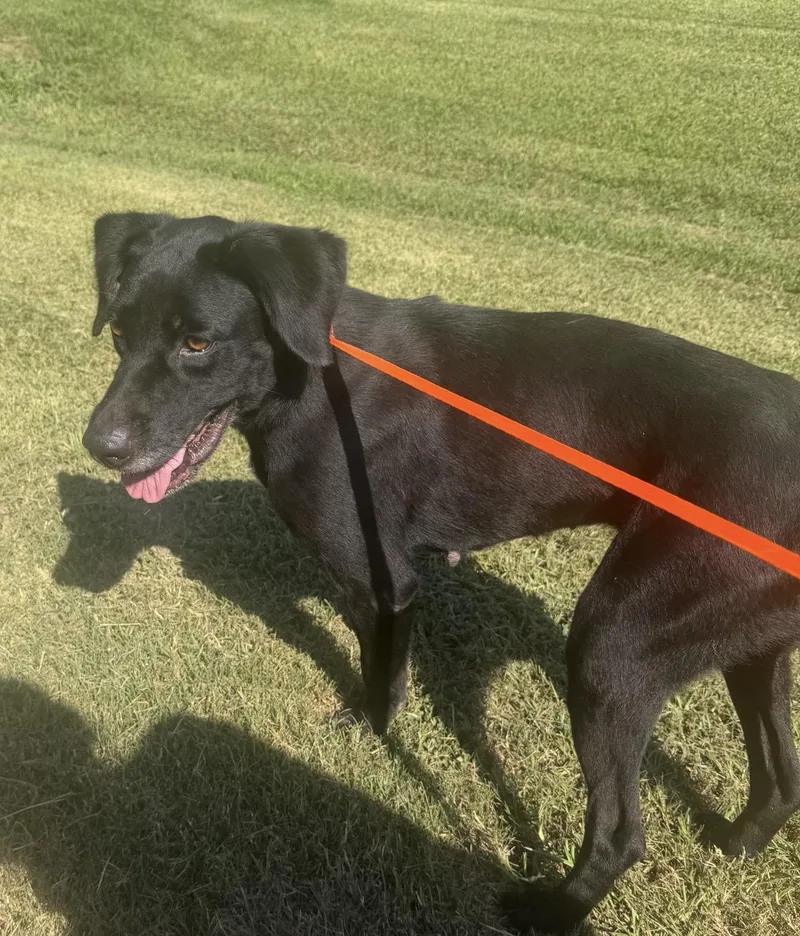An adult medium-sized female Labrador Retriever dog named Trinity Local Aug for adoption in Louise, TX