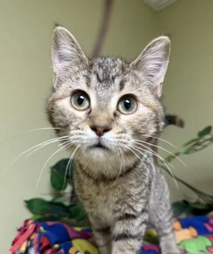 A baby small-sized female Domestic Short Hair cat named Pina Colada for adoption in Hastings, NE