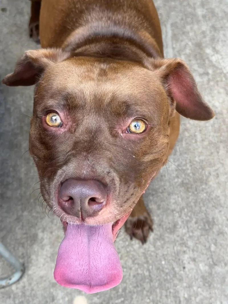 An adult medium-sized female Brown / Chocolate Pit Bull Terrier dog named Sable for adoption in Chicago, IL