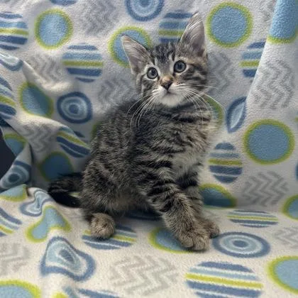 A baby small-sized male Domestic Short Hair cat named Wallen for adoption in Janesville, WI
