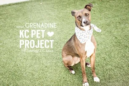 An adult large-sized female Brown / Chocolate Mixed Breed dog named Josie for adoption in Kansas City, MO