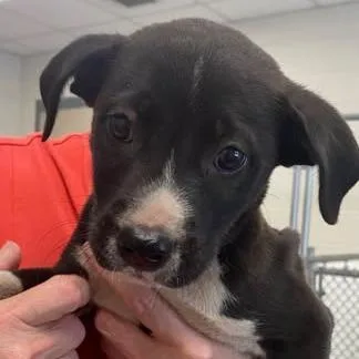 A baby medium-sized male Black English Bulldog dog named k  Officer for adoption in Enterprise, AL
