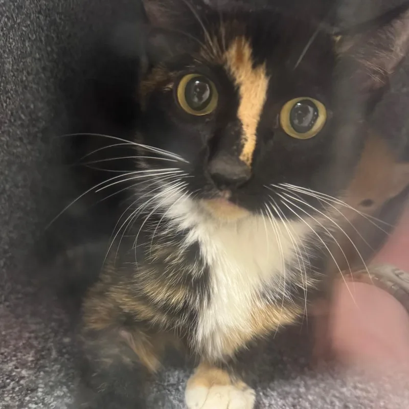 A young medium-sized female Tortoiseshell American Shorthair cat named Hazel for adoption in Birmingham, AL