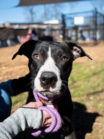 An adult medium-sized male Mixed Breed dog named Poppa for adoption in Chamblee, GA