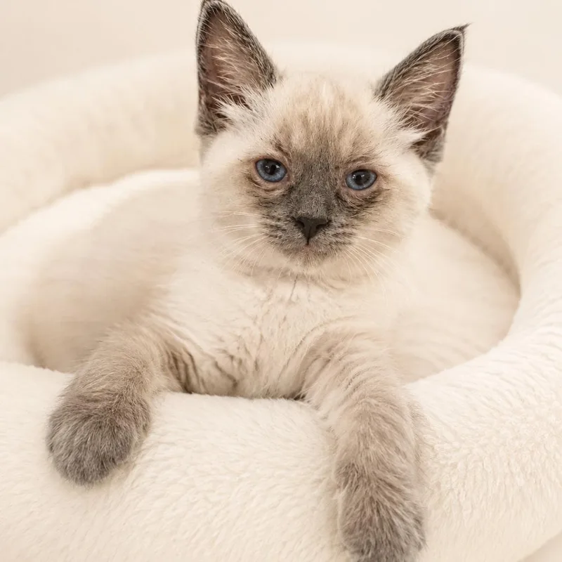 A baby small-sized female White Siamese cat named Monkey for adoption in Redwood Falls, MN