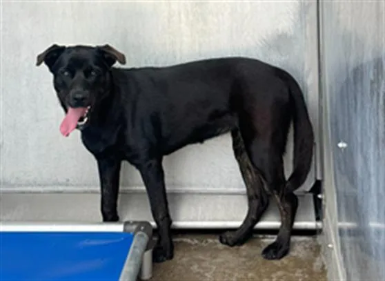 A young large-sized female Labrador Retriever dog named Kuro for adoption in Camarillo, CA