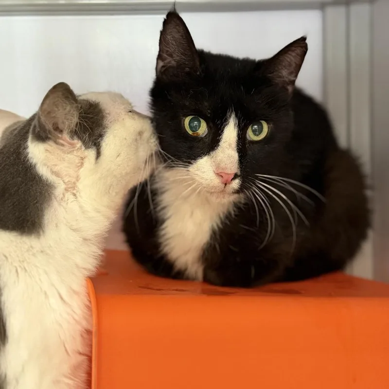 An adult medium-sized male Black Domestic Short Hair cat named Peep for adoption in Houston, TX