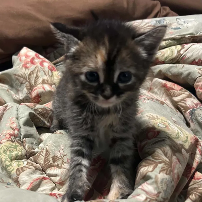 A baby small-sized female Torbie Domestic Short Hair cat named Salem for adoption in Odenville, AL