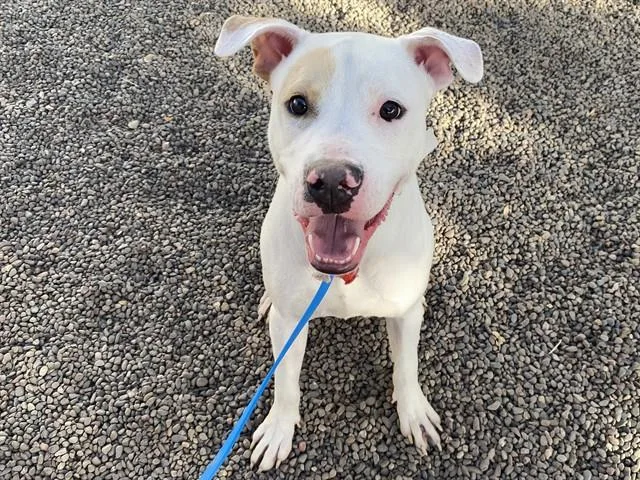 A young large-sized male Pit Bull Terrier dog named Archie for adoption in Phoenix, AZ