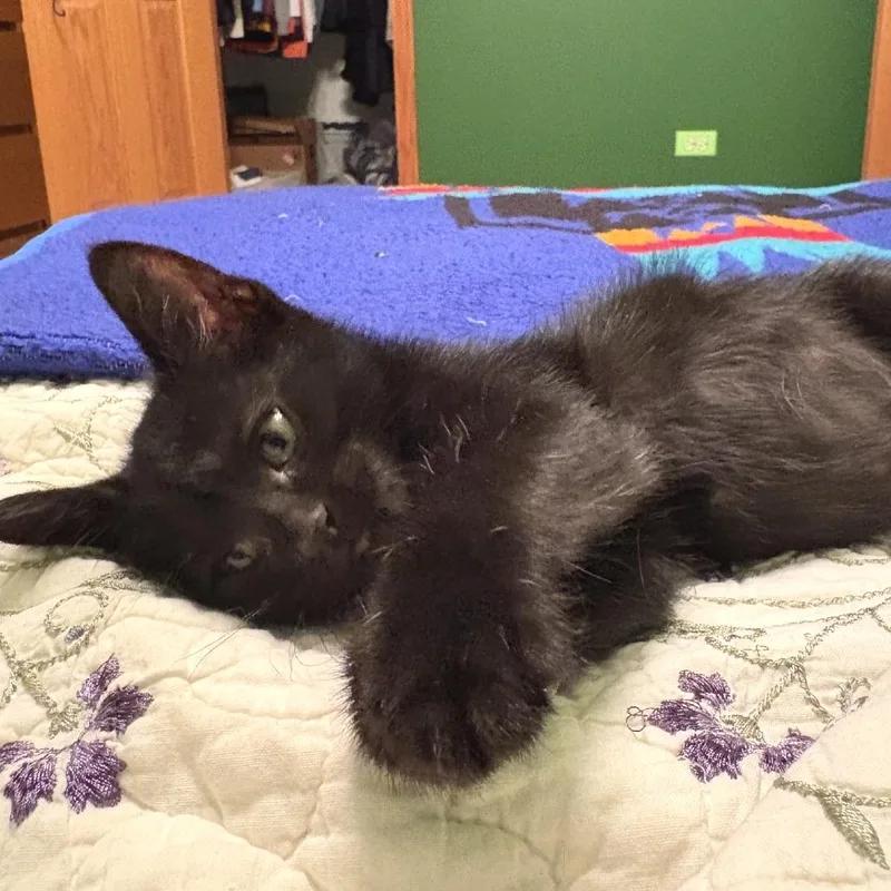 A baby small-sized male Brown / Chocolate Domestic Short Hair cat named Edgar for adoption in Chicago, IL