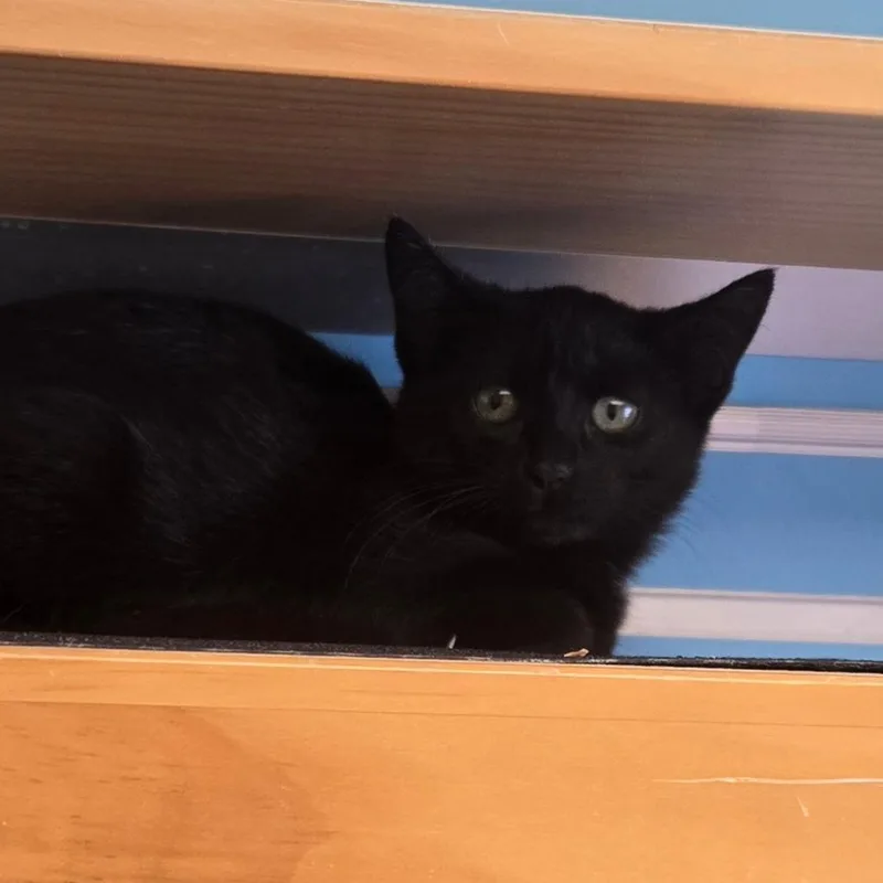 A baby small-sized female Domestic Short Hair cat named Inchworm for adoption in Waukesha, WI