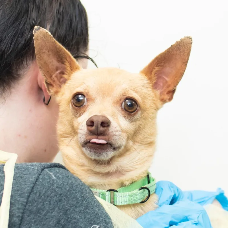 An adult small-sized male Yellow / Tan / Blond / Fawn Chihuahua dog named Thor for adoption in Middletown, RI