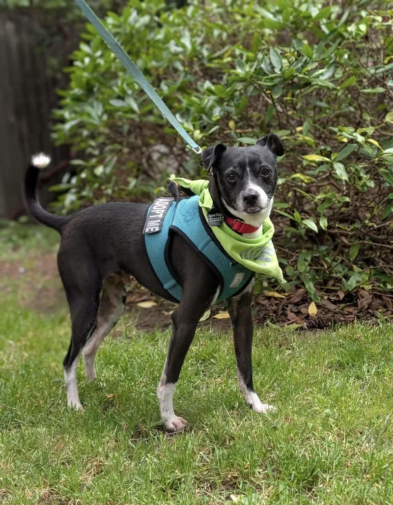 A senior small-sized male Black Chihuahua dog named Edwin for adoption in Beavercreek, OR
