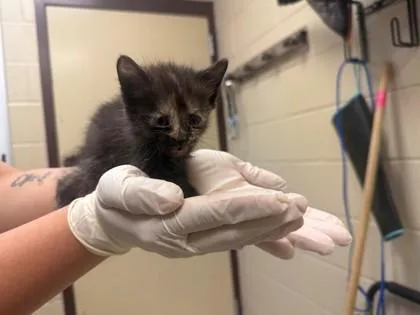 A baby small-sized female Domestic Short Hair cat named Paper Plate for adoption in Irving, TX