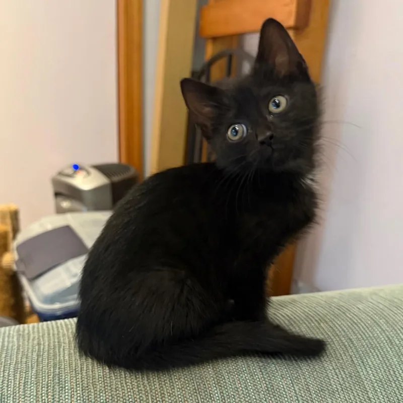 A baby small-sized female Black Domestic Short Hair cat named Merlyn for adoption in Silver Spring, MD