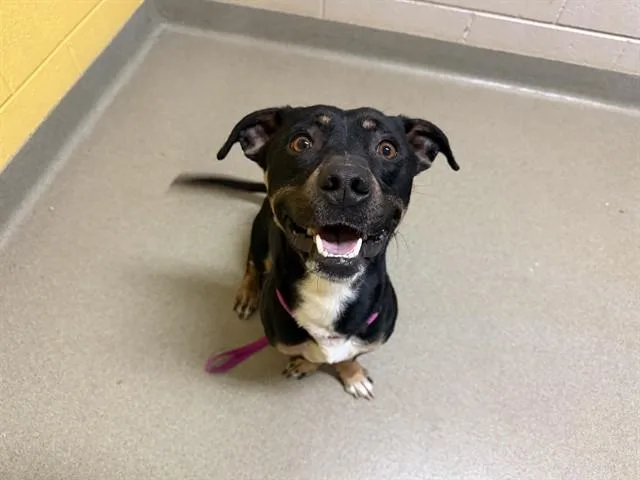 An adult medium-sized male Pit Bull Terrier dog named Troopa for adoption in Colorado Springs, CO