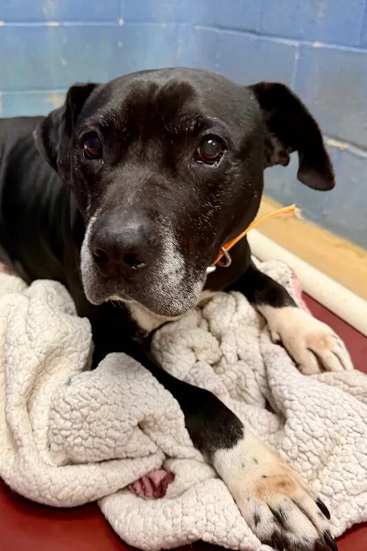 An adult medium-sized male Black Pit Bull Terrier dog named Noah for adoption in Maryville, TN