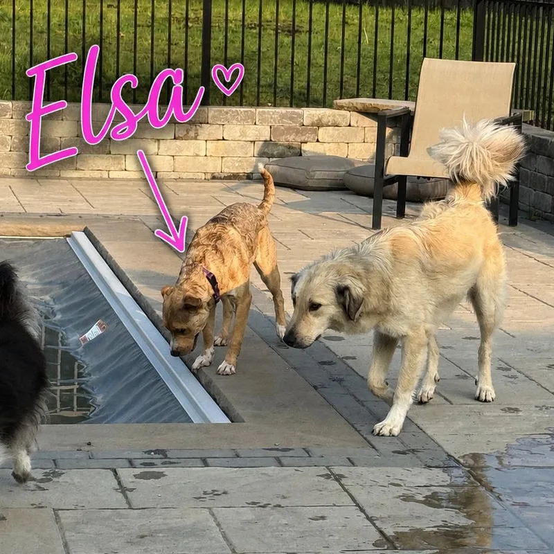 A young medium-sized female Brown / Chocolate Mixed Breed dog named Elsa for adoption in Columbia Station, OH