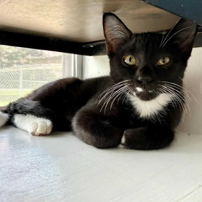 A baby small-sized male Black Domestic Short Hair cat named Spedazzled for adoption in Carencro, LA
