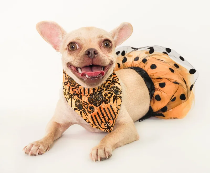 A baby small-sized female Apricot / Beige Pug dog named Shaboozy for adoption in PHOENIX, AZ