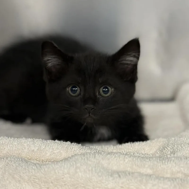 A baby small-sized male Black Domestic Short Hair cat named Sumo for adoption in Martinsville, VA
