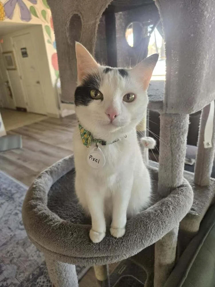 An adult medium-sized female Black & White / Tuxedo Domestic Short Hair cat named Pixel for adoption in tucson, AZ