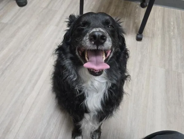 An adult large-sized male Australian Shepherd dog named Charlie for adoption in Oceanside, CA